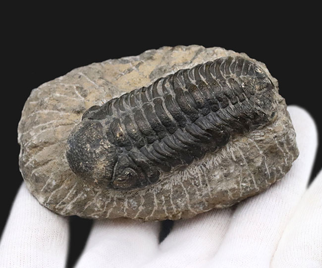 背周り77ミリの迫力サイズ、デボン紀を代表する三葉虫、ファコプス(Phacops)の化石(その3)