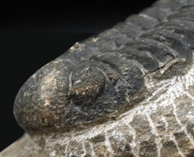 背周り７７ミリの迫力サイズ、デボン紀を代表する三葉虫、ファコプス（Phacops）の化石（その4）