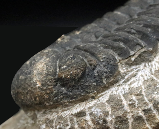 背周り77ミリの迫力サイズ、デボン紀を代表する三葉虫、ファコプス(Phacops)の化石(その4)