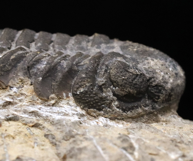 背周り７７ミリの迫力サイズ、デボン紀を代表する三葉虫、ファコプス（Phacops）の化石（その5）