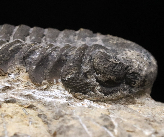背周り77ミリの迫力サイズ、デボン紀を代表する三葉虫、ファコプス(Phacops)の化石(その5)