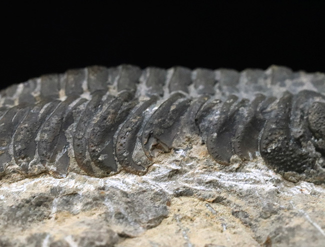 背周り77ミリの迫力サイズ、デボン紀を代表する三葉虫、ファコプス(Phacops)の化石(その6)