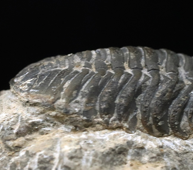 背周り77ミリの迫力サイズ、デボン紀を代表する三葉虫、ファコプス(Phacops)の化石(その7)