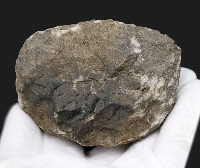 背周り77ミリの迫力サイズ、デボン紀を代表する三葉虫、ファコプス(Phacops)の化石(その9)