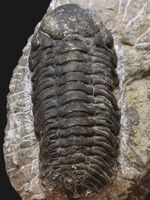 背周り７７ミリの迫力サイズ、デボン紀を代表する三葉虫、ファコプス（Phacops）の化石