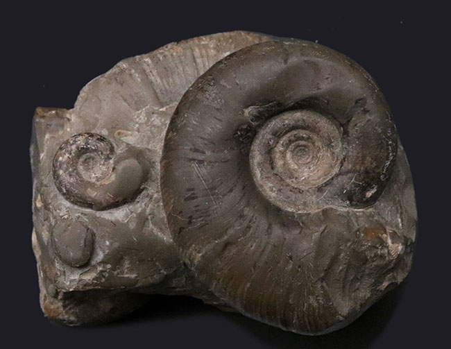 多数のアンモナイトが両面に集結したにぎやかな群集化石！二面展示可能！北海道産アンモナイト（Ammonite）の群集化石（その2）