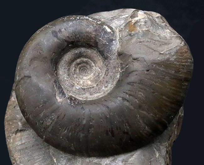 多数のアンモナイトが両面に集結したにぎやかな群集化石！二面展示可能！北海道産アンモナイト（Ammonite）の群集化石