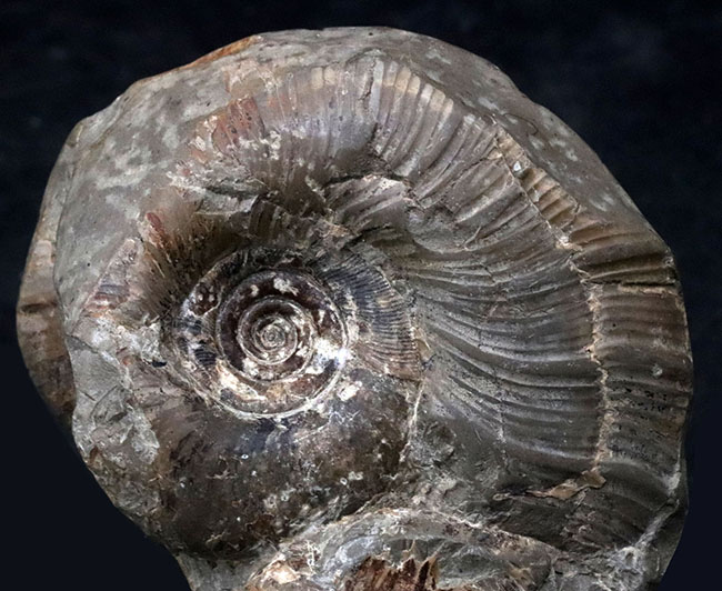 多数のアンモナイトが両面に集結したにぎやかな群集化石！二面展示可能！北海道産アンモナイト（Ammonite）の群集化石（その5）