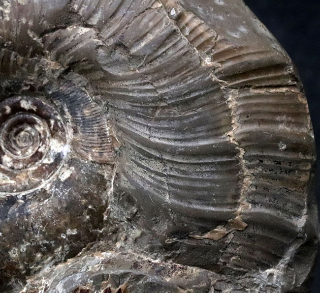 多数のアンモナイトが両面に集結したにぎやかな群集化石！二面展示可能！北海道産アンモナイト（Ammonite）の群集化石（その6）