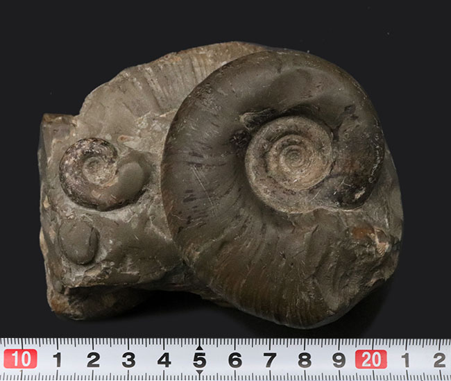 多数のアンモナイトが両面に集結したにぎやかな群集化石！二面展示可能！北海道産アンモナイト（Ammonite）の群集化石（その7）