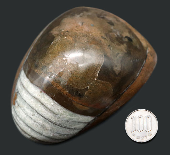 メガサイズ!550グラムに達する、巨大なゴンフォセラス(Gomphoceras)。古生代に生息していたオウムガイの仲間(その8)