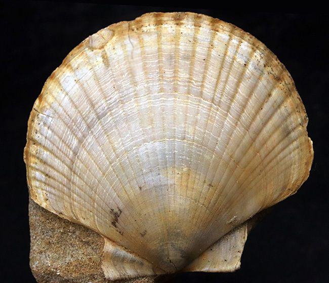 本体７７ミリ！非常に立派な、イタリア産のホタテ貝（Pecten flabelifoomis）の化石（その1）