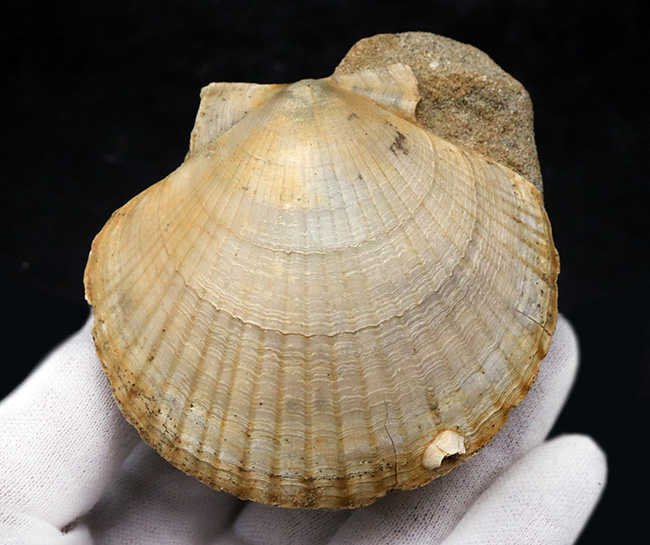 本体７７ミリ！非常に立派な、イタリア産のホタテ貝（Pecten flabelifoomis）の化石（その2）