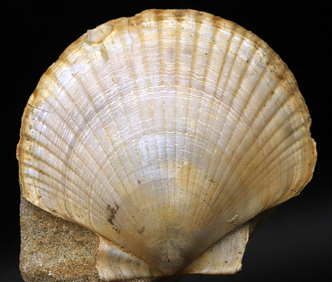 本体77ミリ!非常に立派な、イタリア産のホタテ貝(Pecten flabelifoomis)の化石(その3)