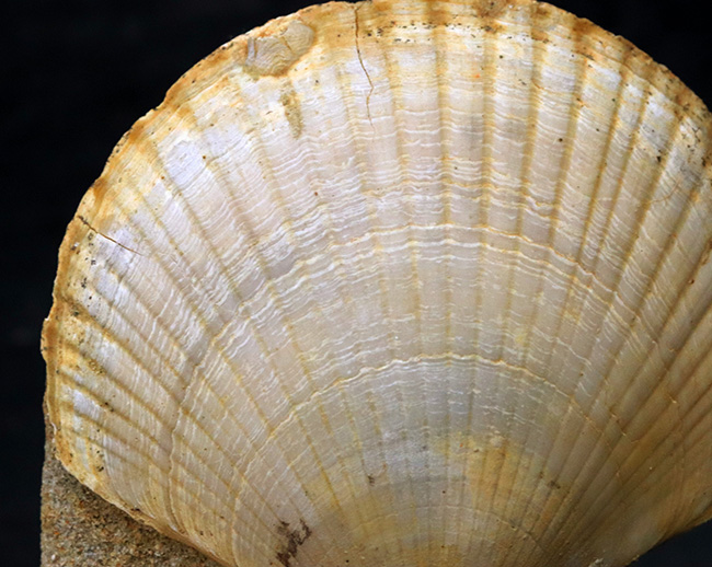 本体７７ミリ！非常に立派な、イタリア産のホタテ貝（Pecten flabelifoomis）の化石（その4）