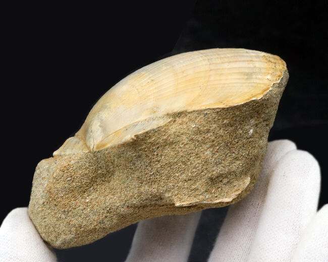 本体７７ミリ！非常に立派な、イタリア産のホタテ貝（Pecten flabelifoomis）の化石（その5）
