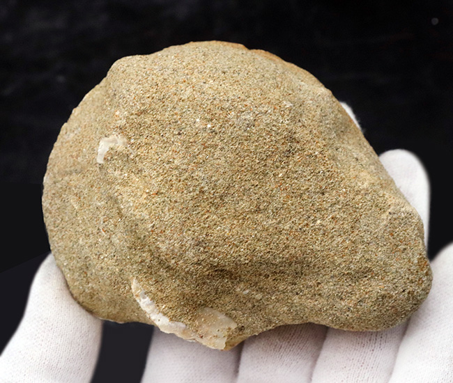 本体７７ミリ！非常に立派な、イタリア産のホタテ貝（Pecten flabelifoomis）の化石（その6）