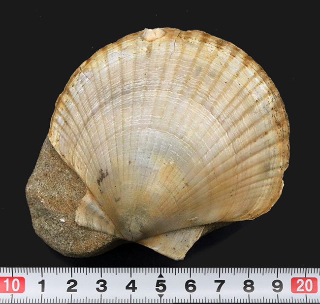 本体７７ミリ！非常に立派な、イタリア産のホタテ貝（Pecten flabelifoomis）の化石（その7）