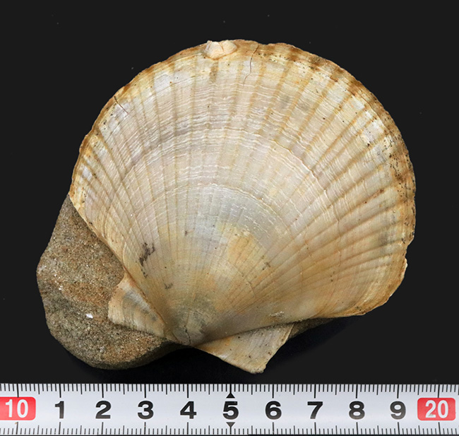 本体77ミリ!非常に立派な、イタリア産のホタテ貝(Pecten flabelifoomis)の化石(その7)
