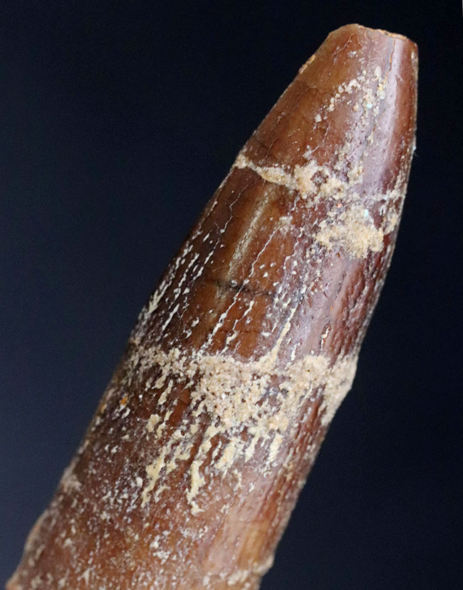 ジュラ紀の巨大な竜脚形類、ケイティオサウルス(Cetiosaurus)の歯化石(その1)
