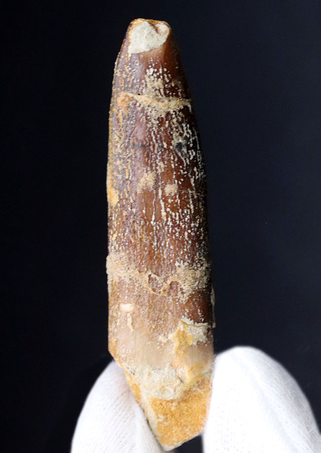 ジュラ紀の巨大な竜脚形類、ケイティオサウルス(Cetiosaurus)の歯化石(その3)