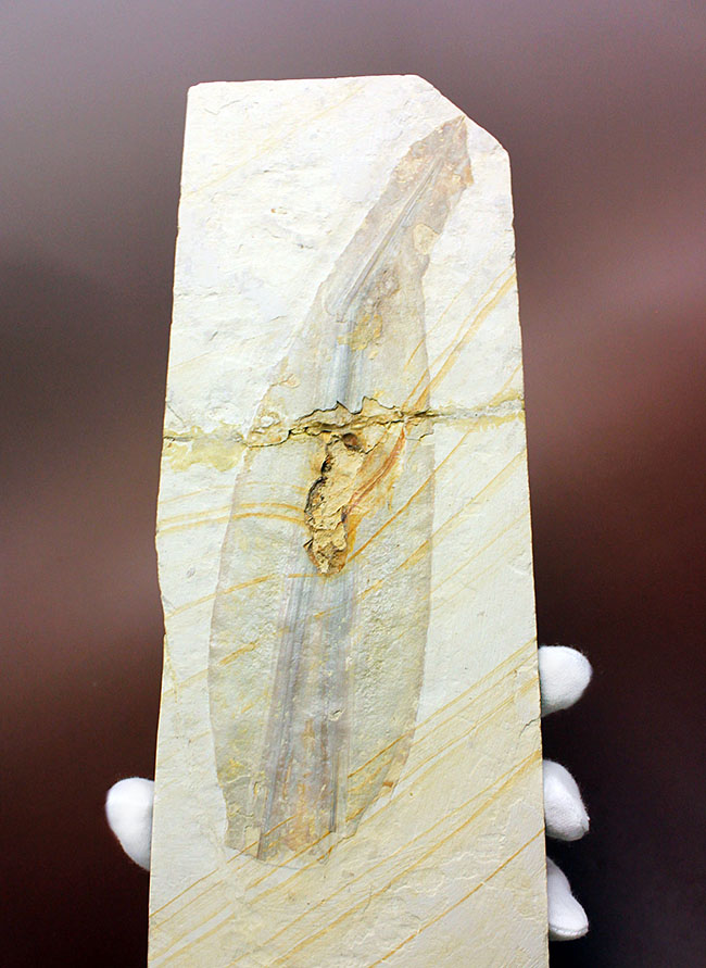 驚きの標本！ドイツ・ゾルンホーフェン産イカ、プレシオテウティス（Plesioteuthis）の化石（その1）