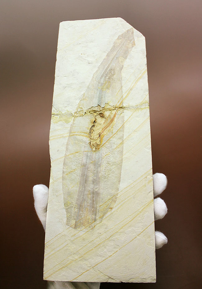 驚きの標本！ドイツ・ゾルンホーフェン産イカ、プレシオテウティス（Plesioteuthis）の化石（その10）