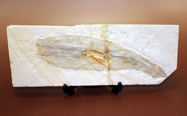 驚きの標本！ドイツ・ゾルンホーフェン産イカ、プレシオテウティス（Plesioteuthis）の化石（その11）