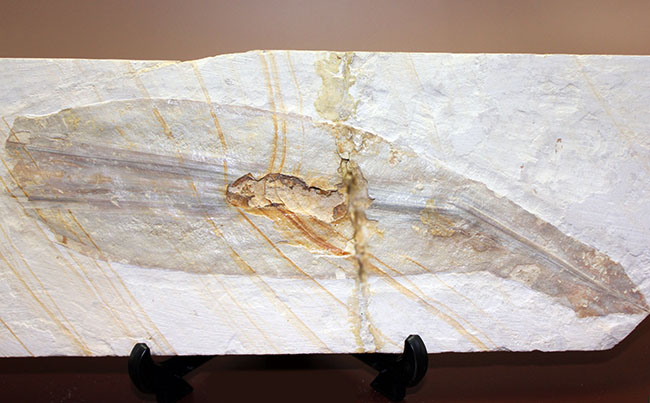 驚きの標本！ドイツ・ゾルンホーフェン産イカ、プレシオテウティス（Plesioteuthis）の化石（その12）