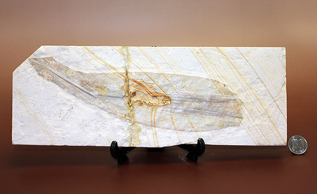 驚きの標本！ドイツ・ゾルンホーフェン産イカ、プレシオテウティス（Plesioteuthis）の化石（その14）