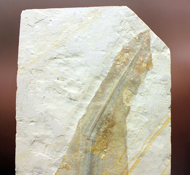 驚きの標本！ドイツ・ゾルンホーフェン産イカ、プレシオテウティス（Plesioteuthis）の化石（その2）