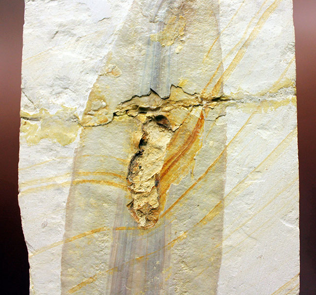 驚きの標本！ドイツ・ゾルンホーフェン産イカ、プレシオテウティス（Plesioteuthis）の化石（その3）