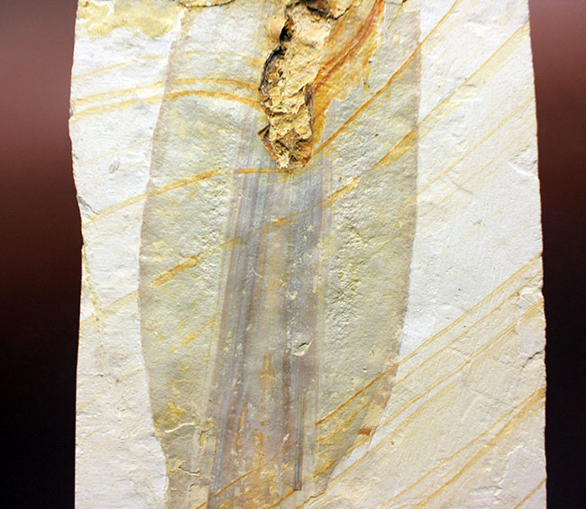 驚きの標本！ドイツ・ゾルンホーフェン産イカ、プレシオテウティス（Plesioteuthis）の化石（その4）