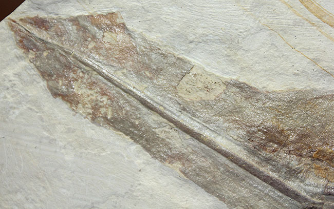 驚きの標本！ドイツ・ゾルンホーフェン産イカ、プレシオテウティス（Plesioteuthis）の化石（その6）