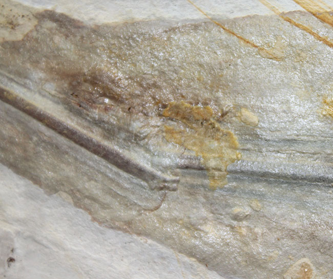 驚きの標本！ドイツ・ゾルンホーフェン産イカ、プレシオテウティス（Plesioteuthis）の化石（その7）