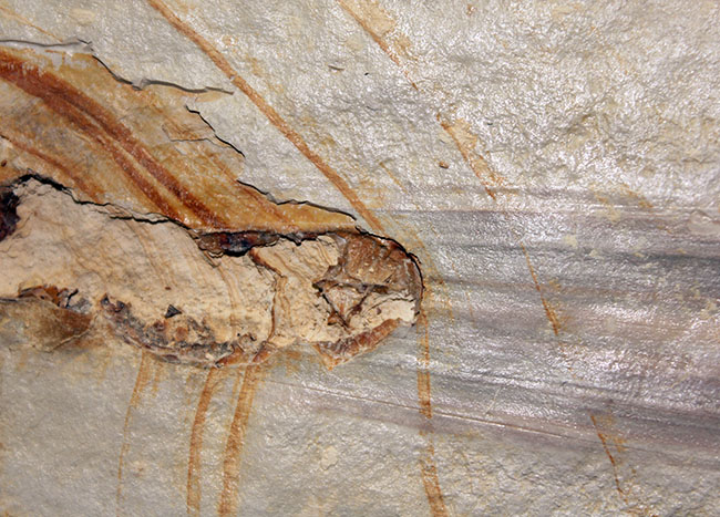 驚きの標本！ドイツ・ゾルンホーフェン産イカ、プレシオテウティス（Plesioteuthis）の化石（その8）