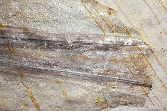 驚きの標本！ドイツ・ゾルンホーフェン産イカ、プレシオテウティス（Plesioteuthis）の化石（その9）