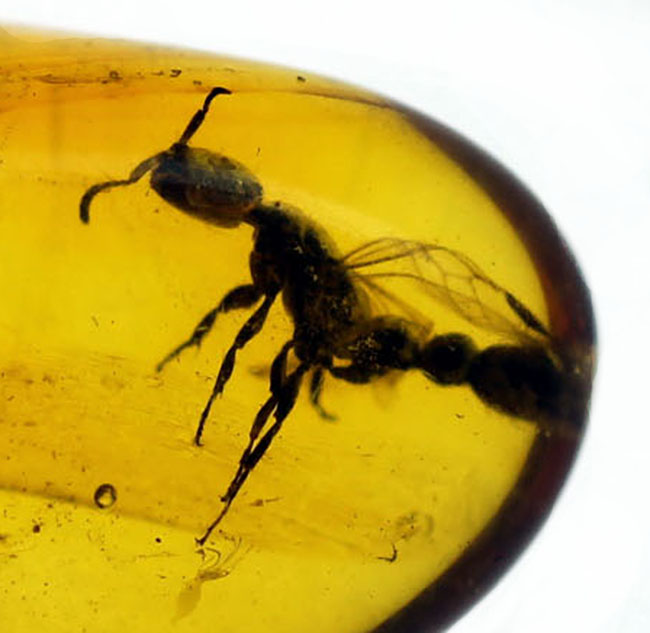 透明度の高さが生み出す虫のシルエットに注目!羽アリを内包したバルト海産琥珀(その1)
