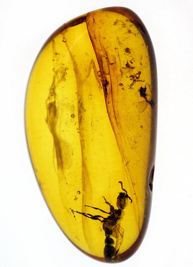 透明度の高さが生み出す虫のシルエットに注目!羽アリを内包したバルト海産琥珀(その2)