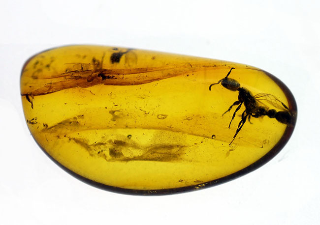 透明度の高さが生み出す虫のシルエットに注目!羽アリを内包したバルト海産琥珀(その3)
