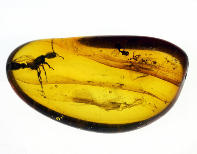dinoalolo_ab160