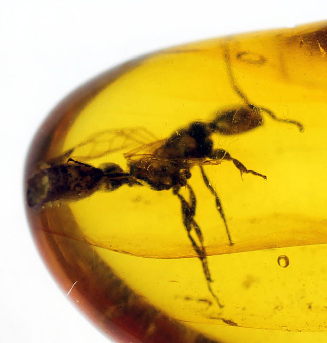 透明度の高さが生み出す虫のシルエットに注目!羽アリを内包したバルト海産琥珀(その5)