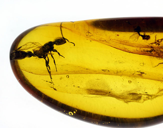 透明度の高さが生み出す虫のシルエットに注目!羽アリを内包したバルト海産琥珀(その8)