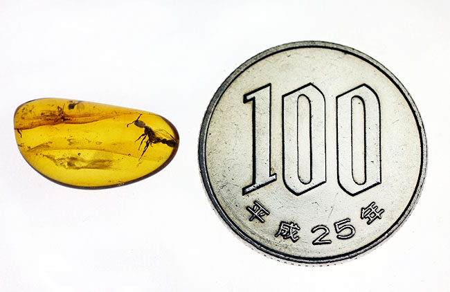 透明度の高さが生み出す虫のシルエットに注目!羽アリを内包したバルト海産琥珀(その9)