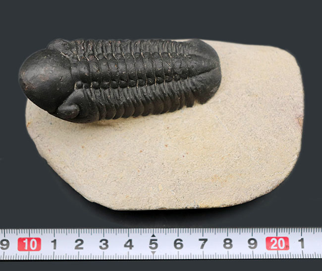 モロッコ産のデボン紀の三葉虫、クロタロセファルス・ギブス（Crotalocephalus gibbus）（その11）