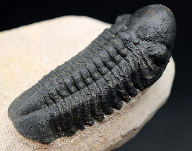 モロッコ産のデボン紀の三葉虫、クロタロセファルス・ギブス（Crotalocephalus gibbus）（その9）