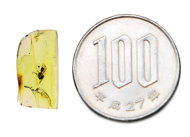 ルーペを使ってご覧いただきたい!驚愕の保存状態を維持したアリを内包したバルト海産の琥珀(Amber)(その5)