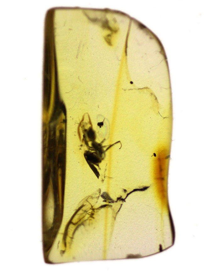 ルーペを使ってご覧いただきたい！驚愕の保存状態を維持したアリを内包したバルト海産の琥珀（Amber）（その6）