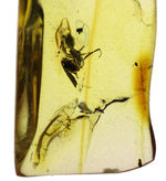 ルーペを使ってご覧いただきたい！驚愕の保存状態を維持したアリを内包したバルト海産の琥珀（Amber）