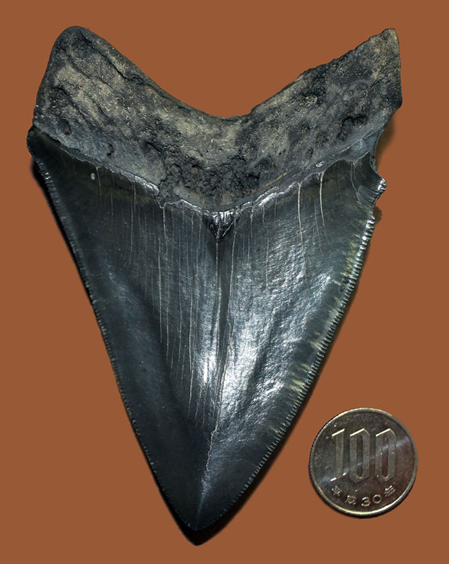 こだわりの厳選品、美しいエナメル質が保存されたメガロドン（Carcharodon megalodon）の歯化石（その11）